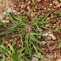 Eragrostis unioloides (Retz.) Nees ex Steud.